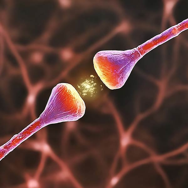neurons and memory
